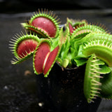 Venus Flytrap - Dionaea muscipula Bimbo