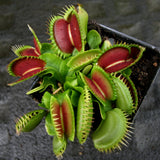 Venus Flytrap - Dionaea muscipula Bimbo