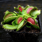 Venus Flytrap - Dionaea muscipula Bimbo