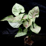 Syngonium confetti