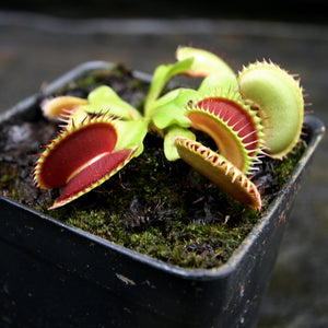 Venus Flytrap- Dionaea muscipula "Tiger Fangs"