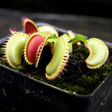 Venus Flytrap- Dionaea muscipula "Tiger Fangs"