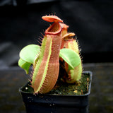 Nepenthes truncata (d) (f#1 x m#1), CAR-0261