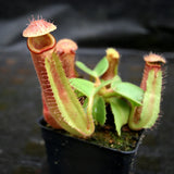 Nepenthes truncata (d) (f#1 x m#1), CAR-0261