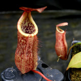 Nepenthes thorelii (d) x [(lowii x veitchii) x burbidgeae], CAR-0221