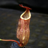 Nepenthes thorelii (d) x [(lowii x veitchii) x burbidgeae], CAR-0221