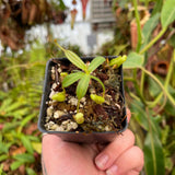 Nepenthes vogelii x platychila, CAR-0456