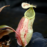 Nepenthes rafflesiana, BE-3141