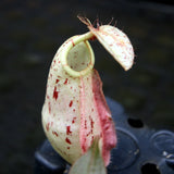 Nepenthes rafflesiana, BE-3141