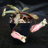 Nepenthes rafflesiana, BE-3141