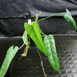 Philodendron dolichogynium (formerly sp macas) - Exact Plant 01/19/24