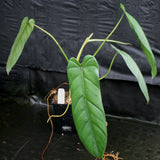 Philodendron dolichogynium (formerly sp macas) - Exact Plant 01/19/24