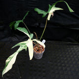 Philodendron 'Florida Beauty' Variegated