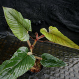 Philodendron serpens - Red Petiole