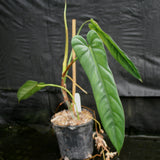 Philodendron dolichogynium (formerly sp macas) - Exact Plant 01/19/24