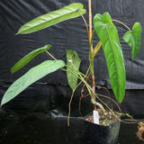 Philodendron dolichogynium (formerly sp macas) - Exact Plant 01/19/24