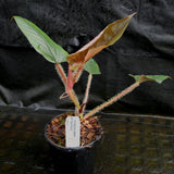 Philodendron serpens - Red Petiole