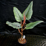 Philodendron serpens - Red Petiole