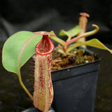 Nepenthes veitchii JB x Rokko, CAR-0260