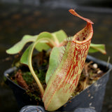 Nepenthes veitchii JB x Rokko, CAR-0260