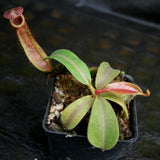 Nepenthes veitchii JB x Rokko, CAR-0260