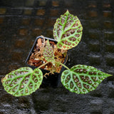 Begonia dracopelta