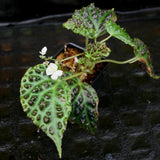 Begonia dracopelta