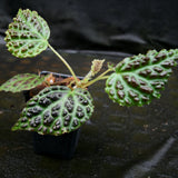 Begonia dracopelta