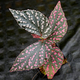 Begonia sp. "Hairy Spot"