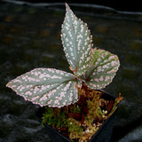 Begonia sp. "Hairy Spot"