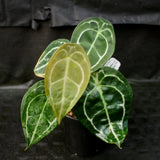 Anthurium forgetii (silver)