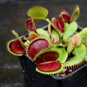 Venus Flytrap- Dionaea muscipula "Unspotty"