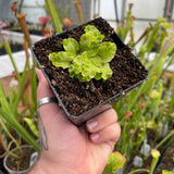 Venus Flytrap- Dionaea muscipula 'GJ Rose'