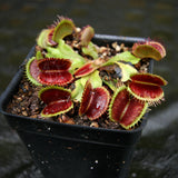 Venus Flytrap- Dionaea muscipula "Unspotty"