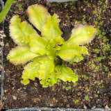 Venus Flytrap- Dionaea muscipula 'GJ Rose'