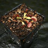 Venus Flytrap- Dionaea muscipula "Unspotty"