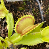 Venus Flytrap- Dionaea muscipula 'Double Trouble'