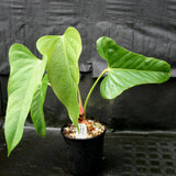 Anthurium recavum