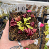 Venus Flytrap- Dionaea muscipula 'Red Moontrap'