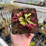 Venus Flytrap- Dionaea muscipula 'Red Moontrap'