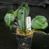 Anthurium forgetii