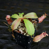 Nepenthes smilesii x [(lowii x veitchii) x boschiana] - White, CAR-0225