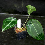 Anthurium forgetii