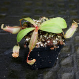 Nepenthes smilesii x [(lowii x veitchii) x boschiana] - White, CAR-0225