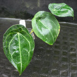 Anthurium forgetii