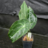 Anthurium forgetii