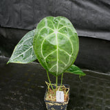 Anthurium forgetii