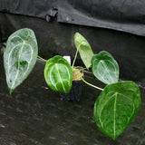 Anthurium forgetii