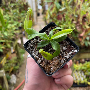 Nepenthes veitchii (LL x LL), CAR-0459