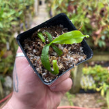 Nepenthes veitchii (LL x LL), CAR-0459